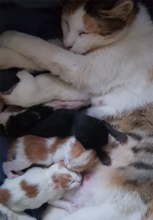 blind rescue tabby kitten from chile