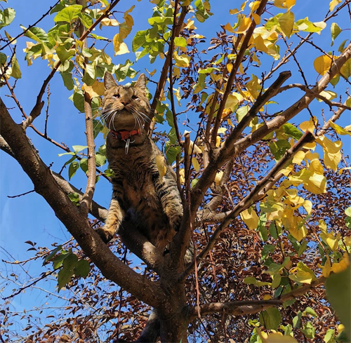 blind rescue tabby kitten from chile