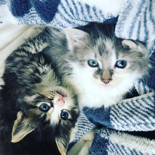 Meet The Incredibly Cute Wobbly Kittens Who Turned Their Foster Home ...