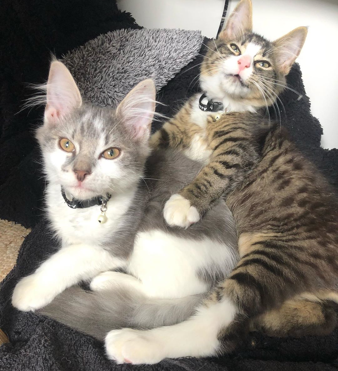 Meet The Incredibly Cute Wobbly Kittens Who Turned Their Foster Home