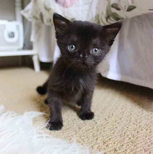 Meet The Adorable Kitten With Hydrocephalus And A Cleft Palate Who ...