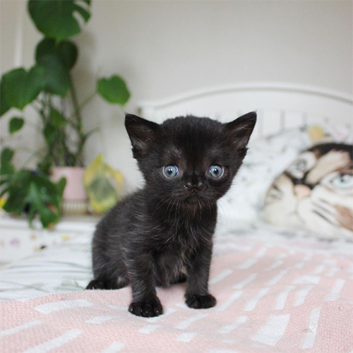 Meet The Adorable Kitten With Hydrocephalus And A Cleft Palate Who ...