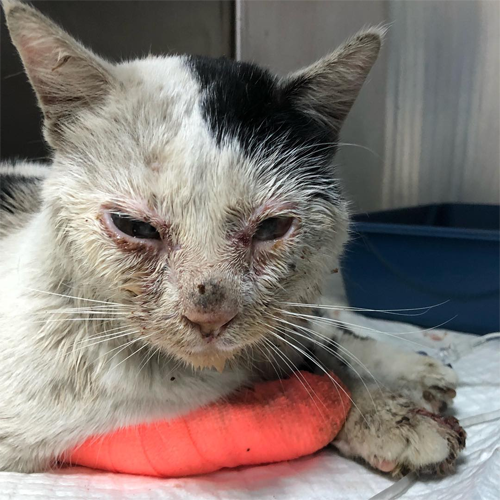 blind black and white rescue cat