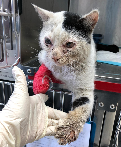 blind black and white rescue cat