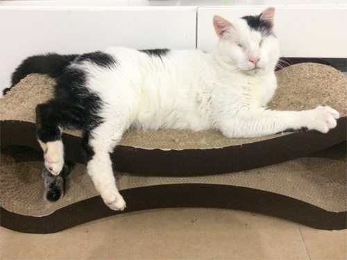 blind black and white rescue cat