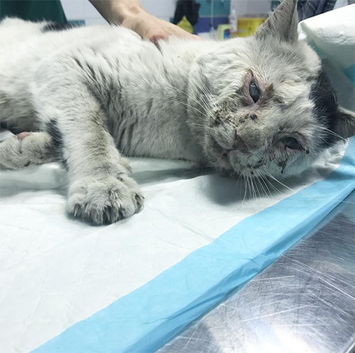 blind black and white rescue cat