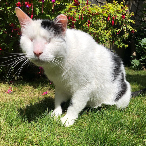 blind black and white rescue cat