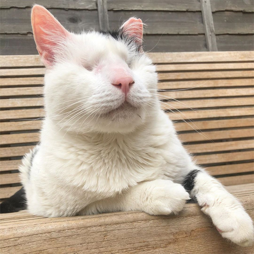 blind black and white rescue cat