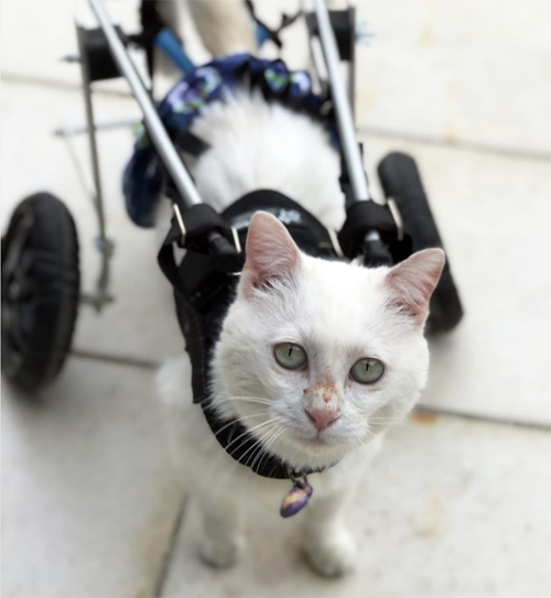 paralyzed and incontinent white rescue cat