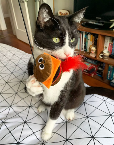 Fun Food And Drink Inspired Catnip Toys