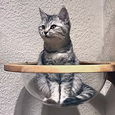 Wall Mounted Cat Shelves And Perches