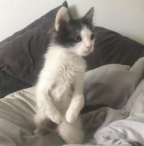 radial hypoplasia rescue kitten