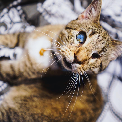 blind one eyed tabby rescue cat