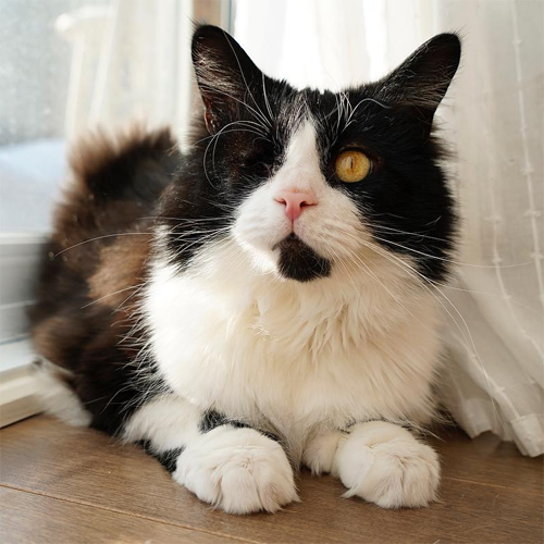 Meet The Beautiful One-eyed Cat With Persistent Pupillary Membrane Who ...