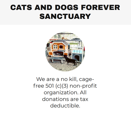 tailless incontinent special needs kitten