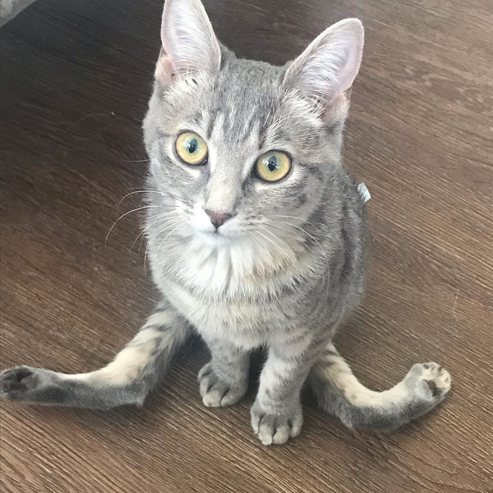 Meet Stunning Kitten With Spinal Malformations Who Found A Forever Home