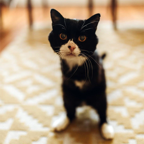 black and white two legged rescue cat