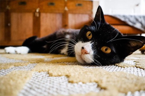 black and white two legged rescue cat