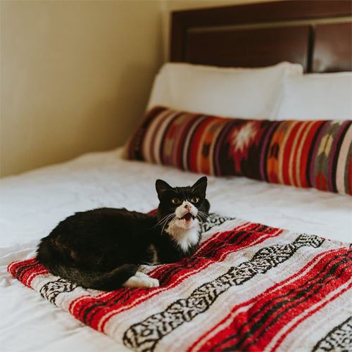 black and white two legged rescue cat