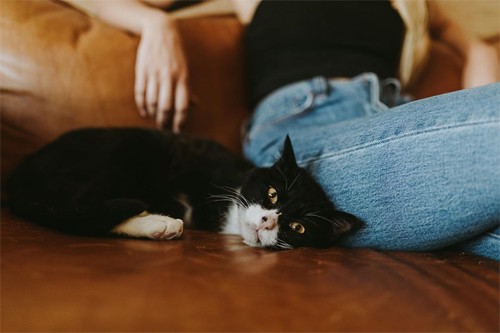 black and white two legged rescue cat