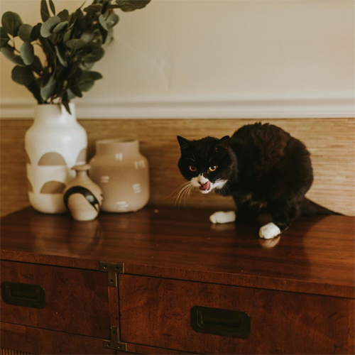 black and white two legged rescue cat