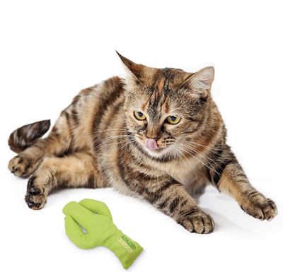 cactus cat scratching posts beds and toys