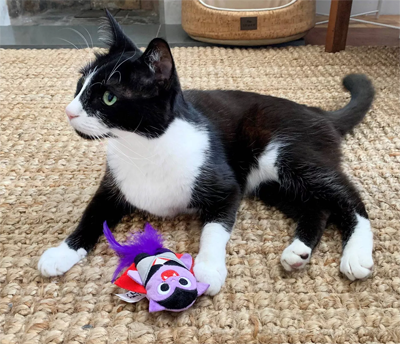 Halloween Cat Toys, Houses, And Beds 