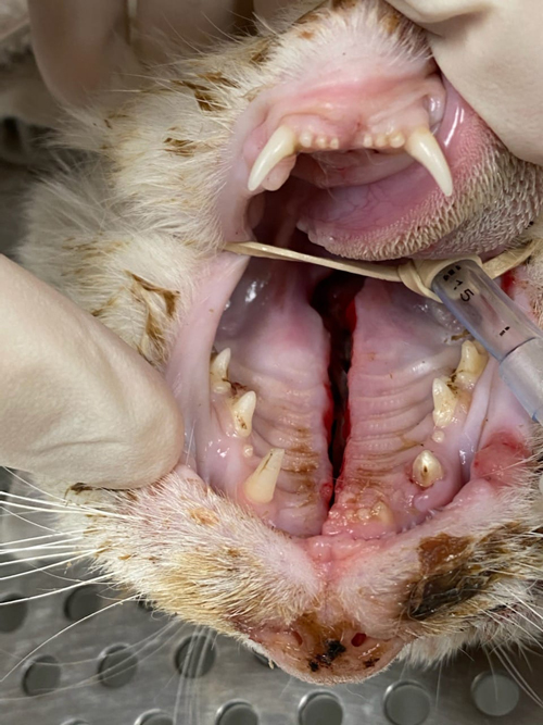 calico rescue cat who survived severe head trauma
