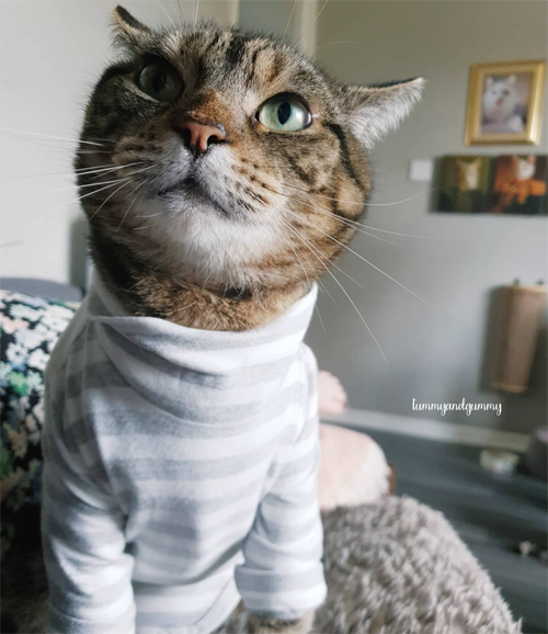 Meet The Handsome Tabby With Ehlers-Danlos Syndrome Who Found A ...