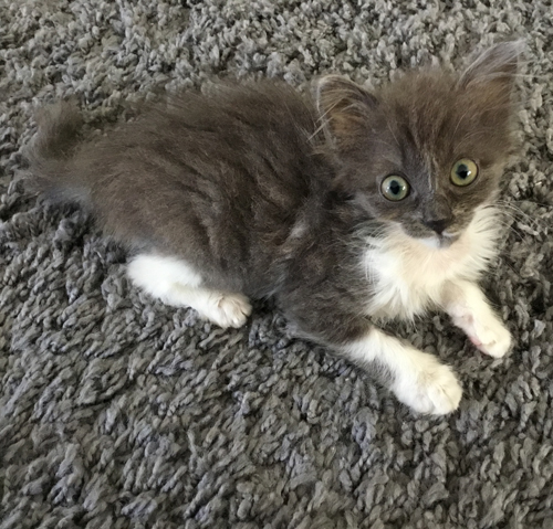 Meet The Adorable Kitten With Hydrocephalus Who Got A Second Chance At ...