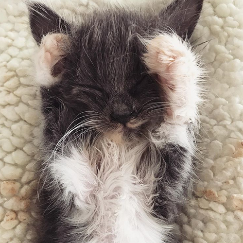 grey and white rescue kitten with hydrocephalus