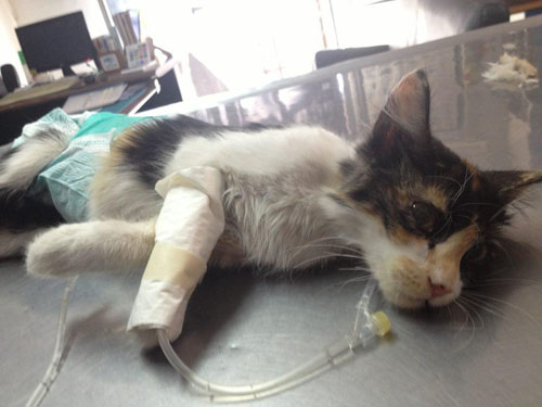paralyzed and incontinent calico rescue cat