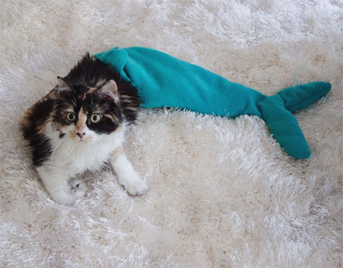 paralyzed and incontinent calico rescue cat