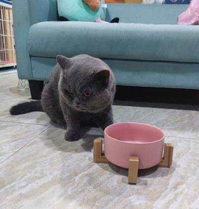 LePet Elevated Pet Feeder Ceramic Cat Bowl with Elevated Solid Bamboo Stand  