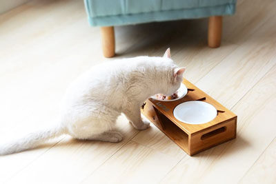 Raised And Elevated Food And Water Bowls For Cats