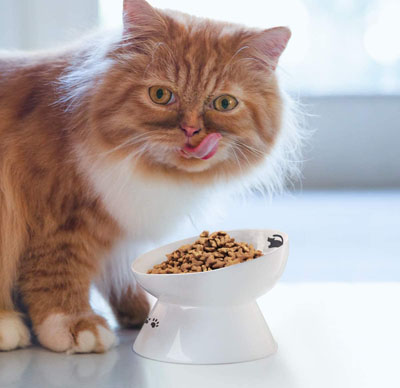 Raised And Elevated Food And Water Bowls For Cats