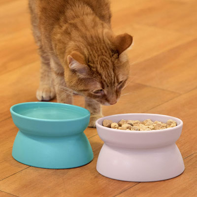 Raised And Elevated Food And Water Bowls For Cats