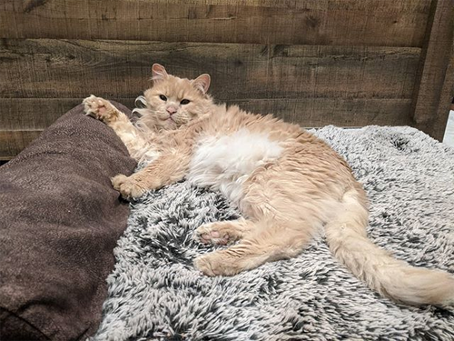 Meet The Handsome Senior Cat With Cerebellar Hypoplasia And Acromegaly
