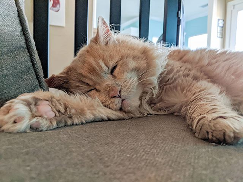 senior cat with cerebellar hypoplasia and acromegaly