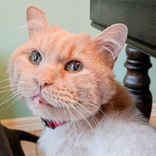 Meet The Handsome Senior Cat With Cerebellar Hypoplasia And Acromegaly