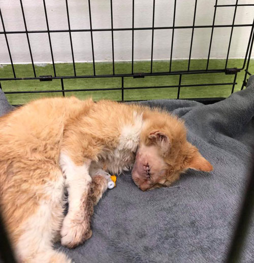 blind one eyed ginger and white rescue cat