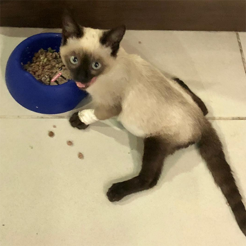 siamese rescue cat with paralysis and incontinence