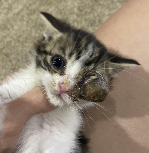 one eyed rescue kitten