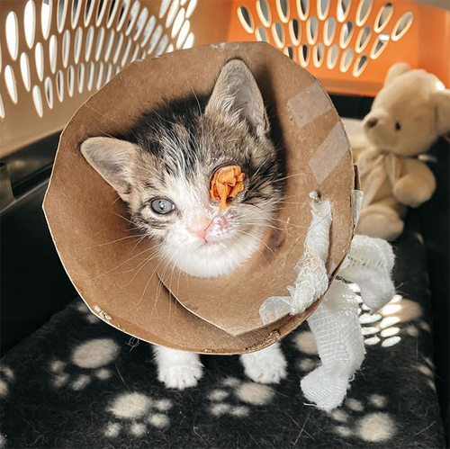 one eyed rescue kitten