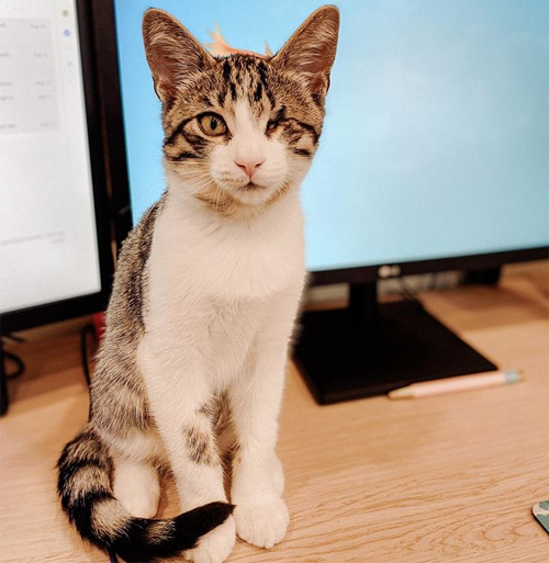 one eyed rescue kitten