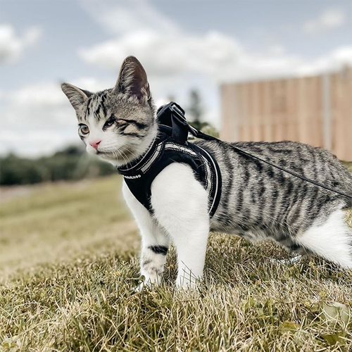 one eyed rescue kitten