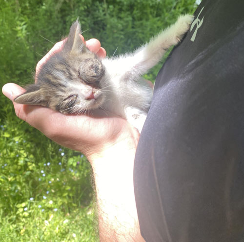 one eyed rescue kitten