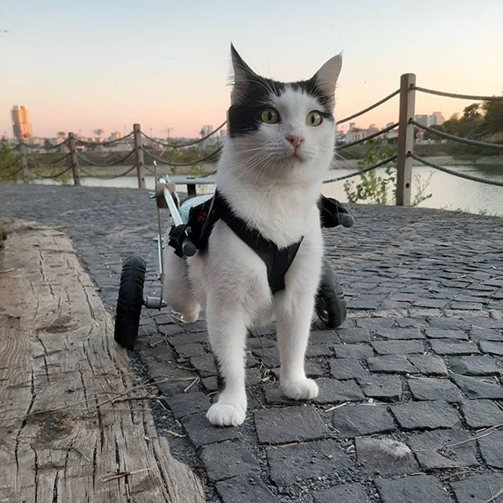 Meet The Beautiful Paralyzed Cat Who Loves Going On Adventures In Her
