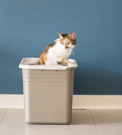 Top Entry Litter Boxes