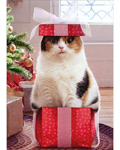 Cat Christmas Cards
